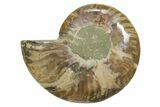 Cut & Polished Ammonite Fossil (Half) - Madagascar #349098-1